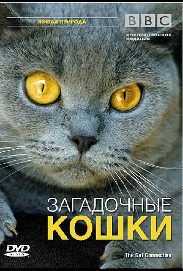 BBC: Загадочные кошки смотреть онлайн бесплатно в хорошем качестве